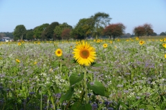 Sonnenblumenwiese