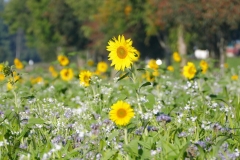 Sonnenblumenwiese